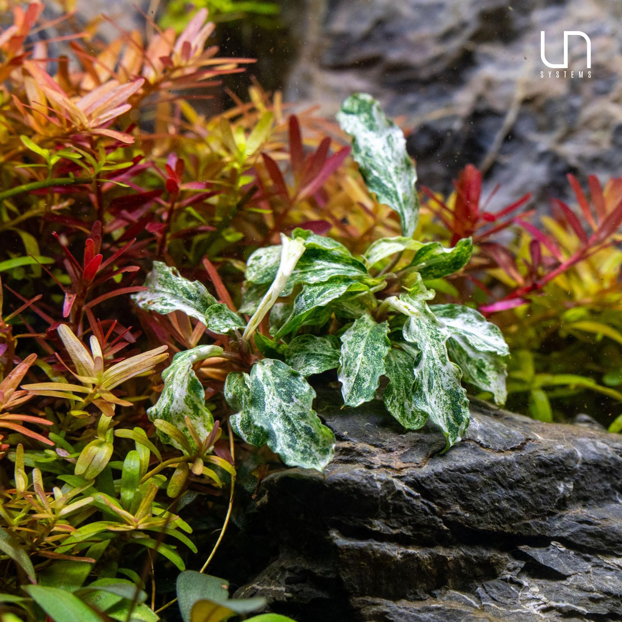 Amazon.com : Ultum Nature Systems Live Tissue Culture